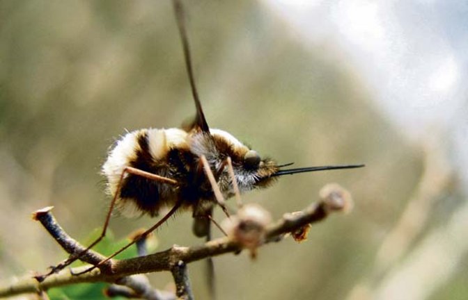 Tut ja gar nix: der Wollschweber. Foto: Rücker
