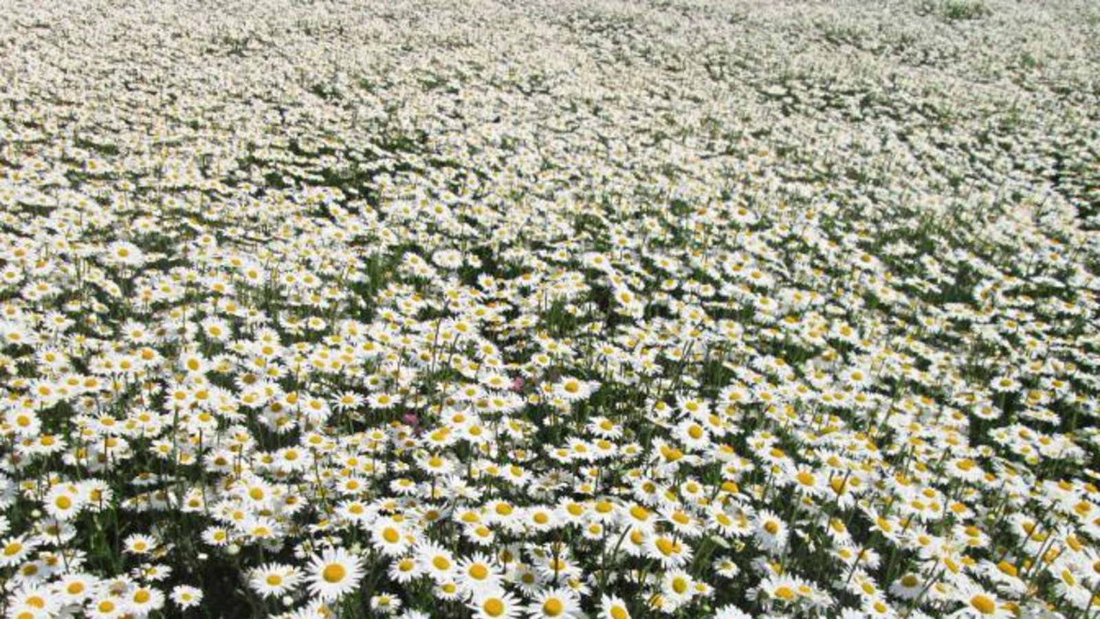 Unzählig viele Margeriten stechen derzeit in Hochdorf ins Auge – unter anderem Gerhard Zink, der das Foto gemacht hat. Es handelt sich um ein Saatgutfeld des Hofes von Regina und Rüdiger Beck in Hochdorf – also bitte nicht reinlaufen. Unzählig viele Margeriten stechen derzeit in Hochdorf ins Auge – unter anderem Gerhard Zink, der das Foto gemacht hat. Es handelt sich um ein Saatgutfeld des Hofes von Regina und Rüdiger Beck in Hochdorf – also bitte nicht reinlaufen.