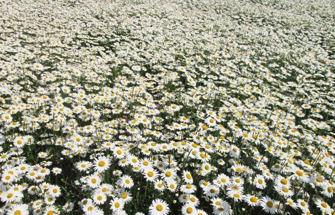 Unzählig viele Margeriten stechen derzeit in Hochdorf ins Auge – unter anderem Gerhard Zink, der das Foto gemacht hat. Es handelt sich um ein Saatgutfeld des Hofes von Regina und Rüdiger Beck in Hochdorf – also bitte nicht reinlaufen.