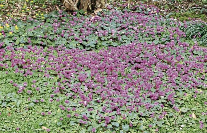 Am 24. Dezember hatte die Pracht sich mit ersten Blüten angebahnt, jetzt bedeckt ein Meer aus Alpenveilchen die Wiese von Familie Bube aus Enzweihingen. Die Abstinenz zu mähen, solange das Laub der Blumen dort steht, sieht Carsten Bube als eins der Erfolgsrezepte an. Auch die Hacke mögen die Blumen nicht leiden. Begonnen habe alles mit drei bis fünf Knollen Ende der 80er-Jahre. Foto: Bube
