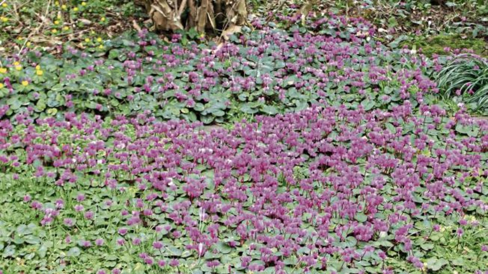 Am 24. Dezember hatte die Pracht sich mit ersten Blüten angebahnt, jetzt bedeckt ein Meer aus Alpenveilchen die Wiese von Familie Bube aus Enzweihingen. Die Abstinenz zu mähen, solange das Laub der Blumen dort steht, sieht Carsten Bube als eins der Erfolgsrezepte an. Auch die Hacke mögen die Blumen nicht leiden. Begonnen habe alles mit drei bis fünf Knollen Ende der 80er-Jahre. Foto: Bube Am 24. Dezember hatte die Pracht sich mit ersten Blüten angebahnt, jetzt bedeckt ein Meer aus Alpenveilchen die Wiese von Familie Bube aus Enzweihingen. Die Abstinenz zu mähen, solange das Laub der Blumen dort steht, sieht Carsten Bube als eins der Erfolgsrezepte an. Auch die Hacke mögen die Blumen nicht leiden. Begonnen habe alles mit drei bis fünf Knollen Ende der 80er-Jahre. Foto: Bube