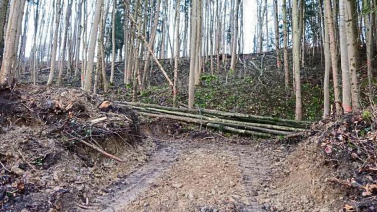 In Aurich ist eine Seniorin über tiefe Fahrspuren im Waldboden erschüttert. Foto: Rücker In Aurich ist eine Seniorin über tiefe Fahrspuren im Waldboden erschüttert. Foto: Rücker