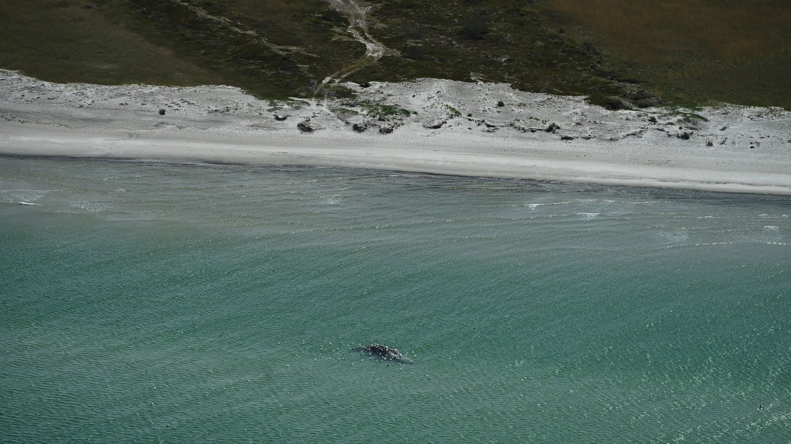 Unklar ist, ob es sich um den Wal handelt, der Ende März erstmals vor Timmendorfer Strand gestrandet war und rund einen Monat später in den Skagerrak, Nordsee, transportiert worden wurde.Foto: Jonas Walzberg/dpa