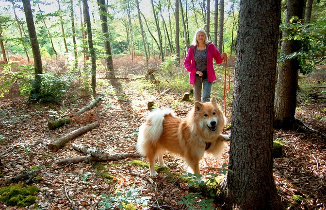 Larry, der Eurasier, hat  Borkenkäfer in einem Baum erschnüffelt und zeigt es an.<span class='image-autor'>Foto: Hildegard Nagler</span>