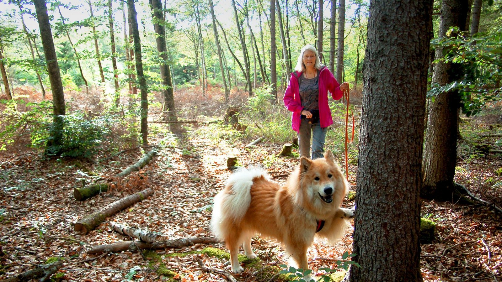 Larry, der Eurasier, hat Borkenkäfer in einem Baum erschnüffelt und zeigt es an.Foto: Hildegard Nagler Larry, der Eurasier, hat Borkenkäfer in einem Baum erschnüffelt und zeigt es an.Foto: Hildegard Nagler