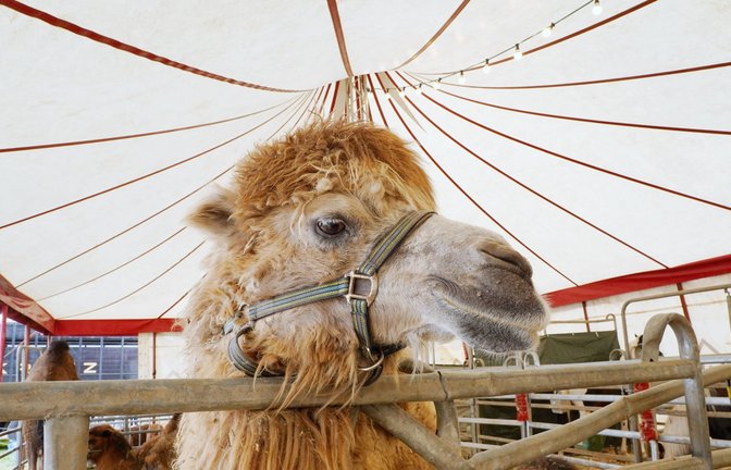 Das Kamel büxte gleich zweimal aus dem Zirkus aus. (Symbolbild)<span class='image-autor'>Foto: IMAGO/Geisser/IMAGO/Anton Geisser</span>