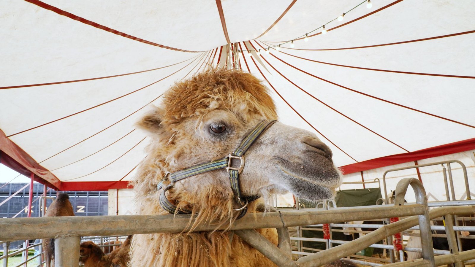 Das Kamel büxte gleich zweimal aus dem Zirkus aus. (Symbolbild)Foto: IMAGO/Geisser/IMAGO/Anton Geisser