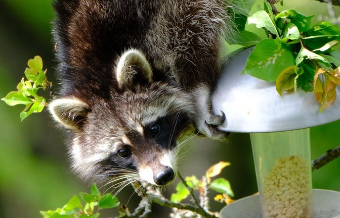 Ein Waschbär treibt derzeit in einem Garten in Stuttgart-Feuerbach am Lemberg sein Unwesen.<span class='image-autor'>Foto: Privat (Leser)/StZN</span>