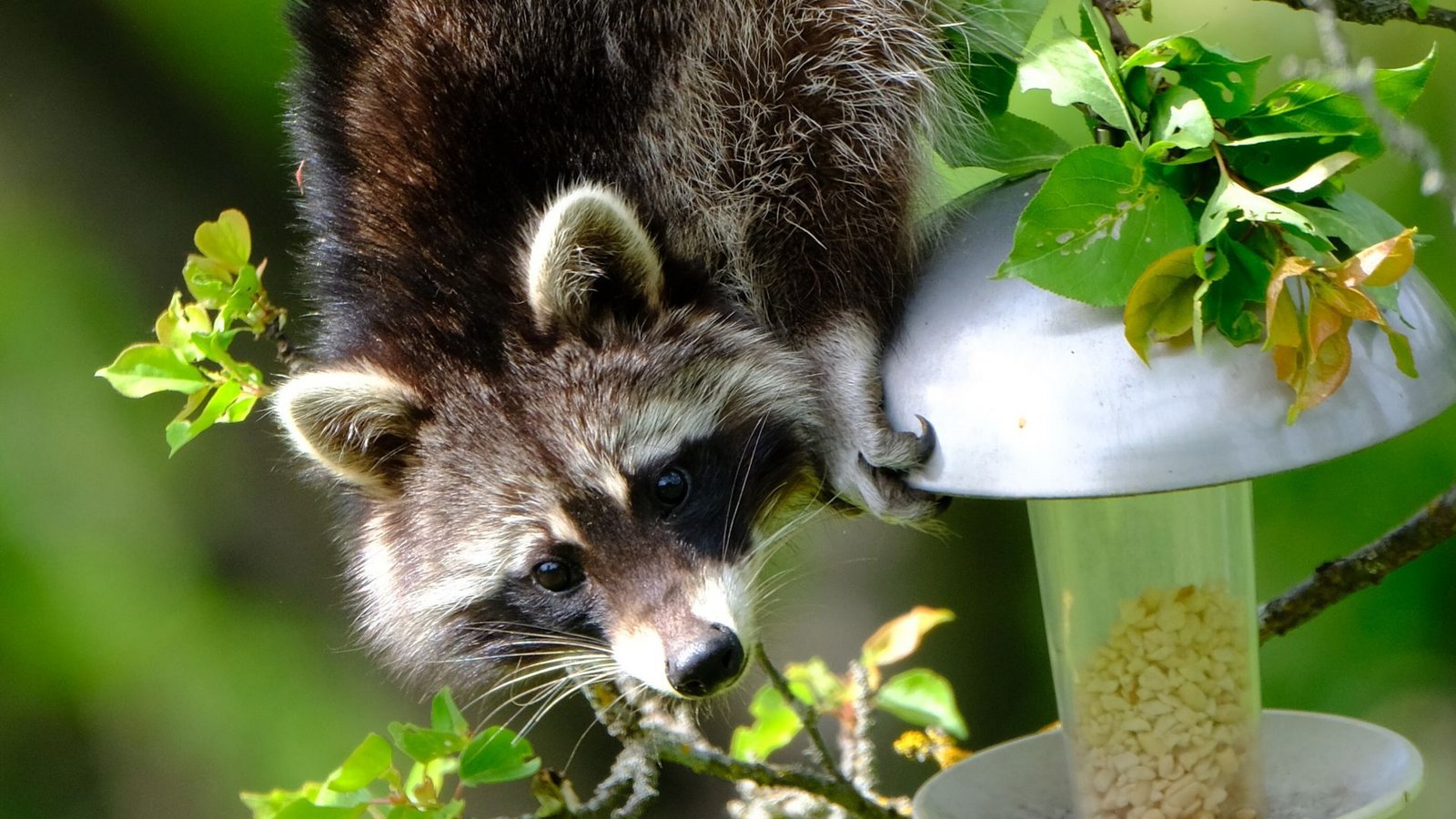 Ein Waschbär treibt derzeit in einem Garten in Stuttgart-Feuerbach am Lemberg sein Unwesen.Foto: Privat (Leser)/StZN