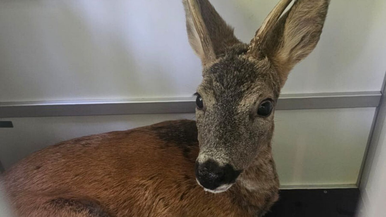 Der Rehbock wird nach seiner Kneipentour in den Wald gefahren.Foto: Berufstierrettung Rhein-Neckar
