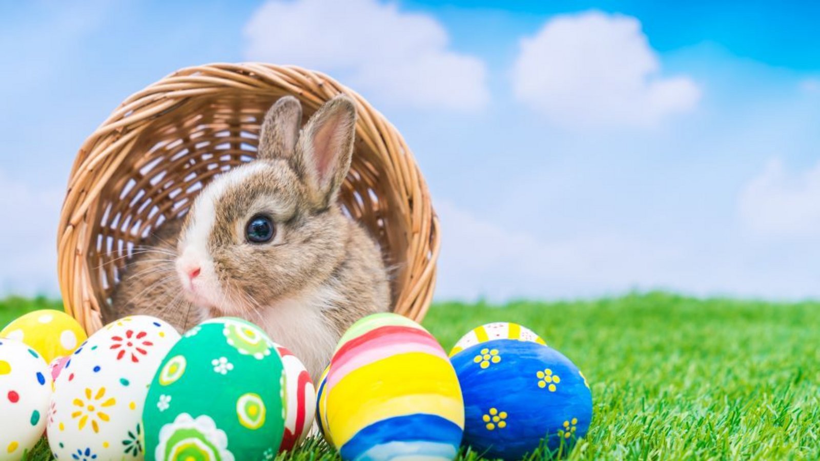 Warum bringt der Osterhase die Ostereier?Foto: jannoon028/Shutterstock Warum bringt der Osterhase die Ostereier?Foto: jannoon028/Shutterstock