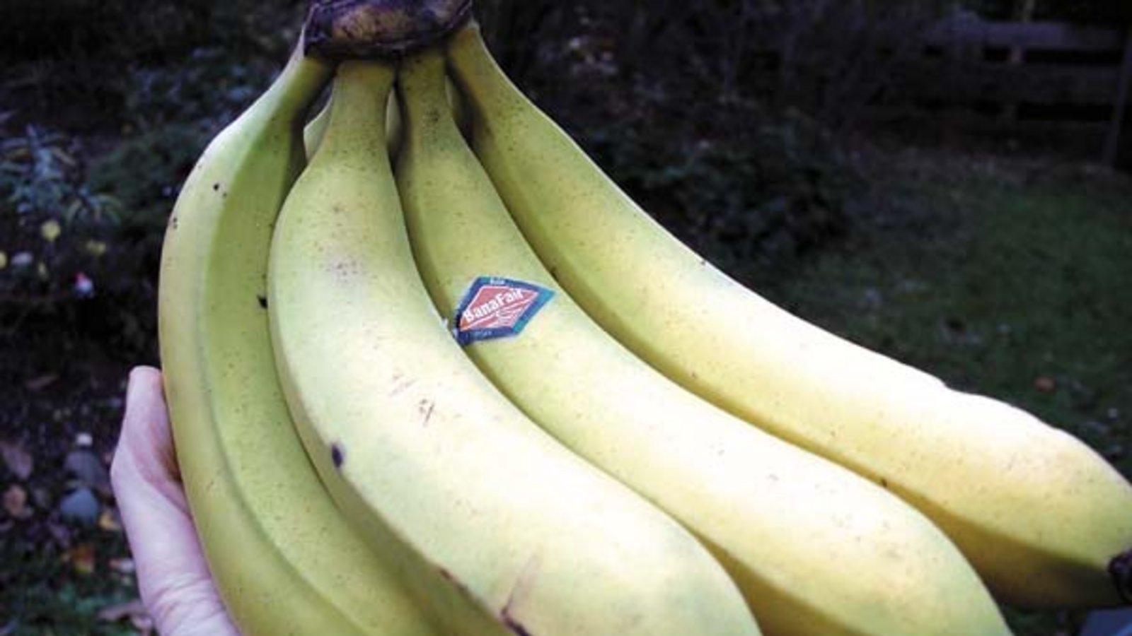 Korrekt: die faire Bio-Banane. Foto: Rücker Korrekt: die faire Bio-Banane. Foto: Rücker