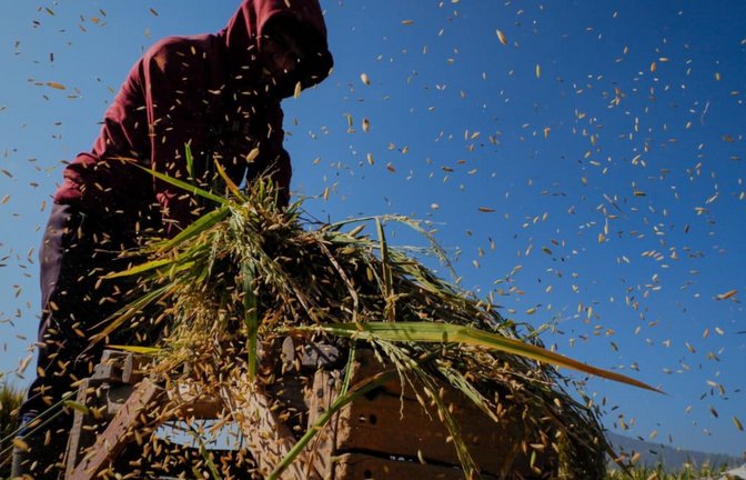 Reisernte in West Java: Der Klimawandel bedroht die Versorgung der Weltbevölkerung mit Reis stärker als bisher gedacht (Symbolfoto).<span class='image-autor'>Algi Febri Sugita/ZUMA Press Wire/dpa</span>