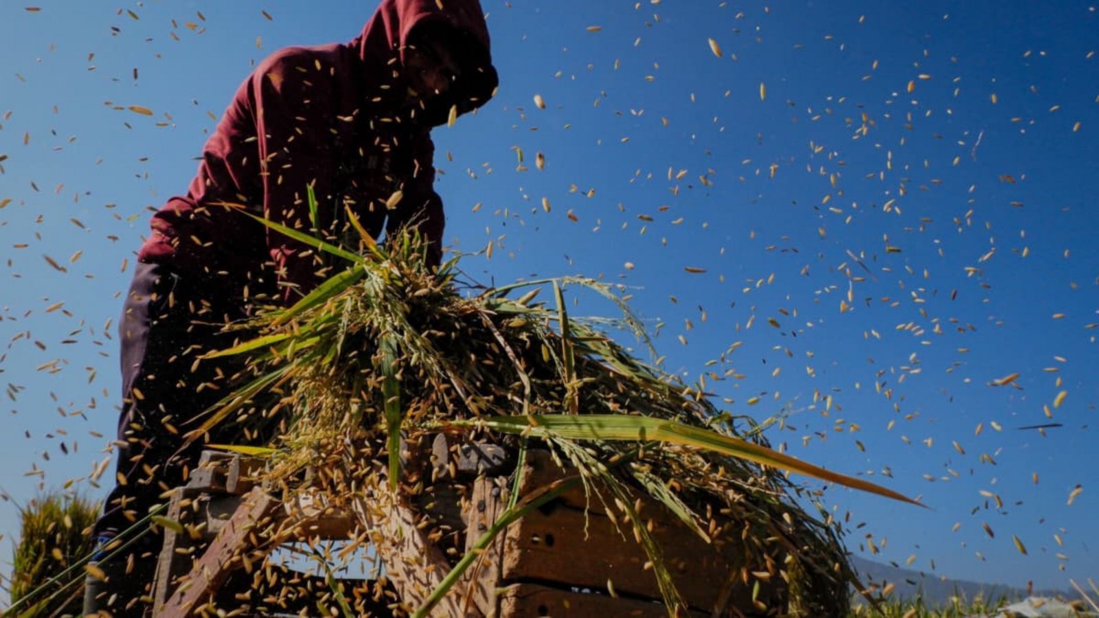 Reisernte in West Java: Der Klimawandel bedroht die Versorgung der Weltbevölkerung mit Reis stärker als bisher gedacht (Symbolfoto).Algi Febri Sugita/ZUMA Press Wire/dpa Reisernte in West Java: Der Klimawandel bedroht die Versorgung der Weltbevölkerung mit Reis stärker als bisher gedacht (Symbolfoto).Algi Febri Sugita/ZUMA Press Wire/dpa