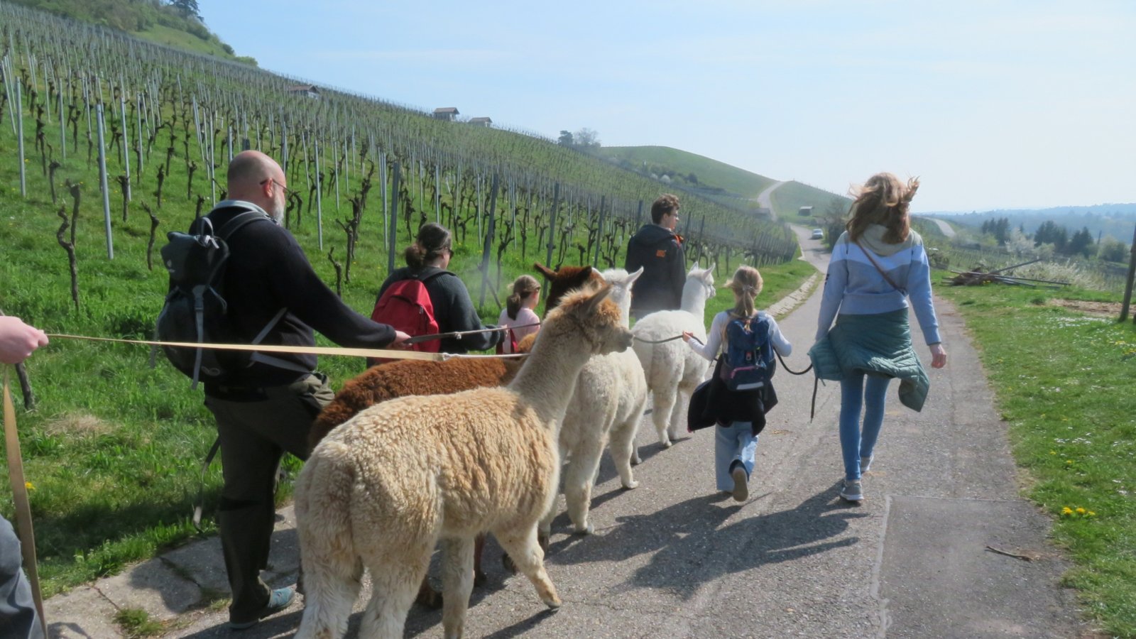 Die andere Wandertour. Mit den Ensinger Alpakas unterwegs.  Foto: Arning