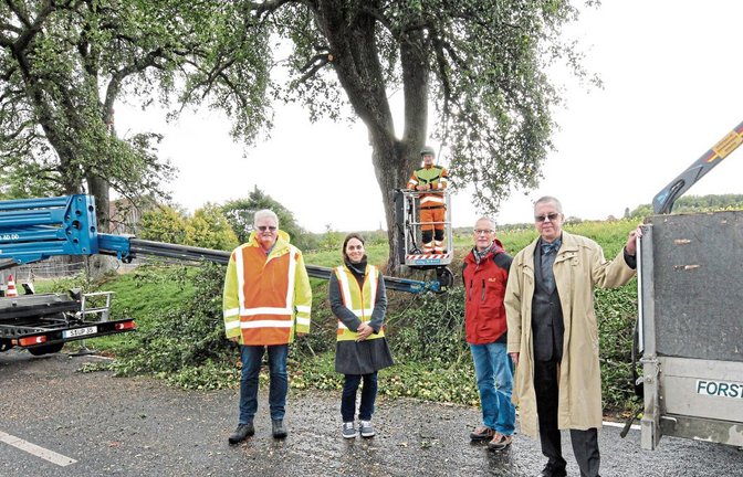 Überzeugten sich von der Arbeit des Baumpflegeexperten Axel Staib (hinten) an Mostbirnbäumen bei Lienzingen (vorne von rechts): Dezernent Wolfgang Herz, Obstbau-Fachberater Bernhard Reisch, Sandy Hillbrecht (Verkehrsamt) und Heinrich Elwert (Straßenmeisterei).  Foto: Kollros