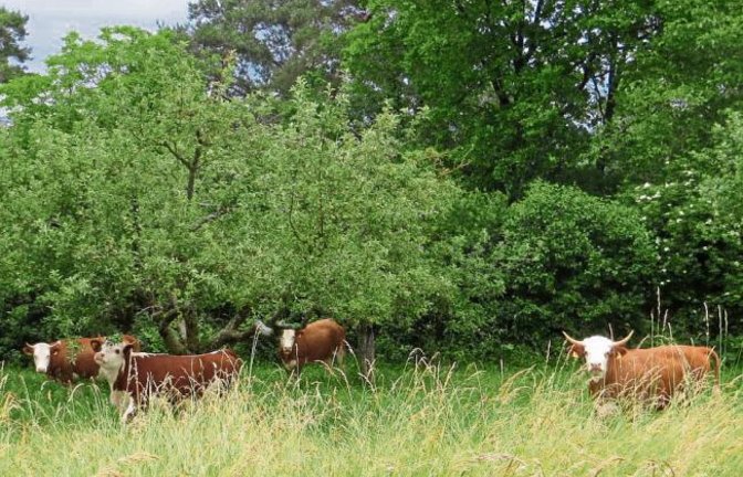 Diese Rinder sind gestern ausgebüxt und haben es sich auf einer Wiese zwischen Aurich und Vaihingen bequem gemacht.  Foto: Küppers