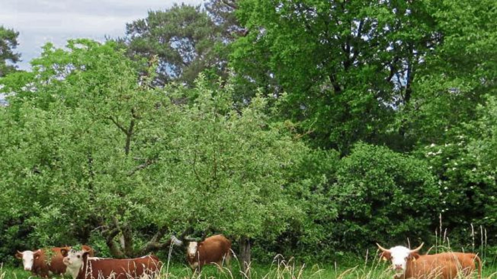 Diese Rinder sind gestern ausgebüxt und haben es sich auf einer Wiese zwischen Aurich und Vaihingen bequem gemacht. Foto: Küppers Diese Rinder sind gestern ausgebüxt und haben es sich auf einer Wiese zwischen Aurich und Vaihingen bequem gemacht. Foto: Küppers
