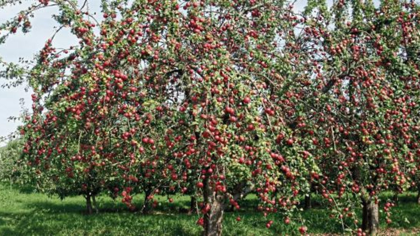 Die Streuobstwiesenbörse hilft bei der optimalen Nutzung des Obstes. Foto: LE Die Streuobstwiesenbörse hilft bei der optimalen Nutzung des Obstes. Foto: LE