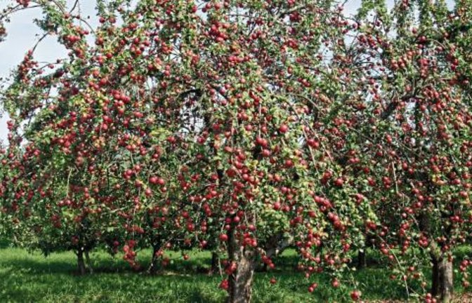 Die Streuobstwiesenbörse hilft bei der optimalen Nutzung des Obstes.  Foto: LE