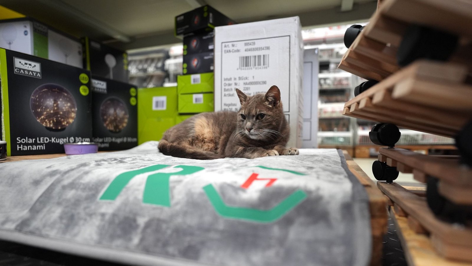 Auf ihrer Decke zwischen Paletten und Regalen macht es sich Lotti gerne gemütlich.Foto: Marcus Brandt/dpa