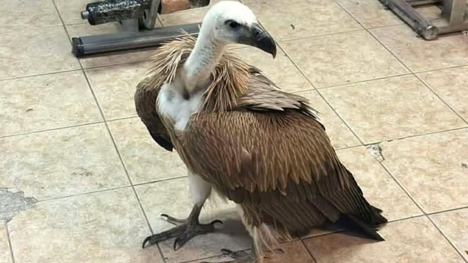 Hatte es sich auf dem Flügel eines Flugzeugs bequem gemacht: Gänsegeier am Flughafen Heraklion auf Kreta.Antonis Petrakis/patris.gr/dpa Hatte es sich auf dem Flügel eines Flugzeugs bequem gemacht: Gänsegeier am Flughafen Heraklion auf Kreta.Antonis Petrakis/patris.gr/dpa