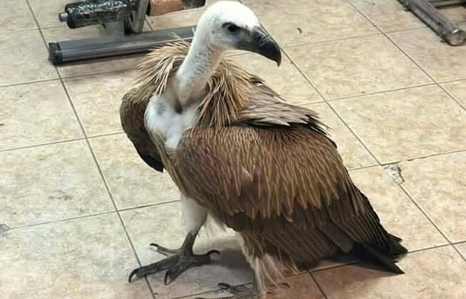 Hatte es sich auf dem Flügel eines Flugzeugs bequem gemacht: Gänsegeier am Flughafen Heraklion auf Kreta.<span class='image-autor'>Antonis Petrakis/patris.gr/dpa</span>