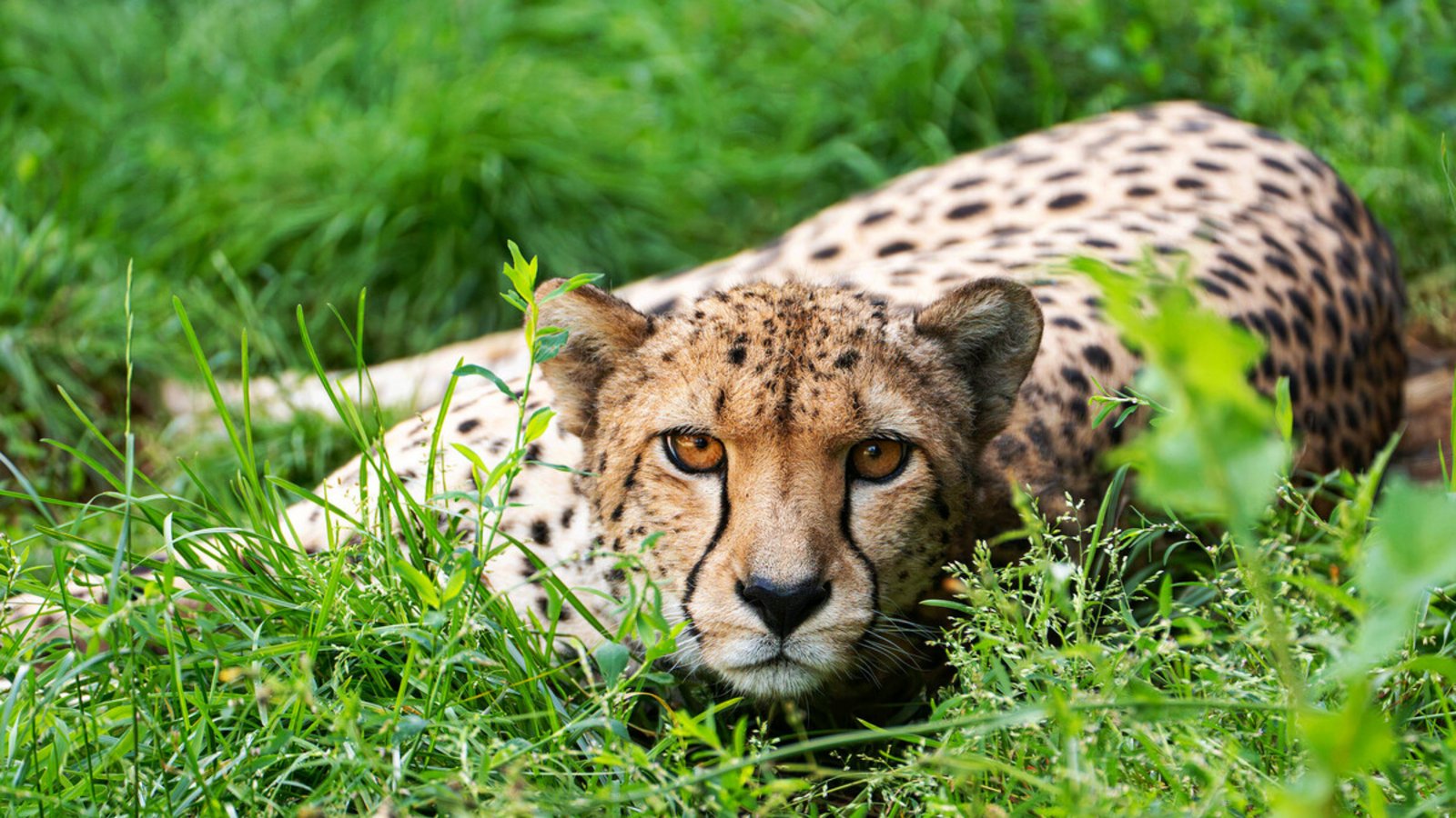Gepardin Niara hat ihren neugeborenen Nachwuchs verloren.Foto: Wilhelma/B. Meierjohann Gepardin Niara hat ihren neugeborenen Nachwuchs verloren.Foto: Wilhelma/B. Meierjohann