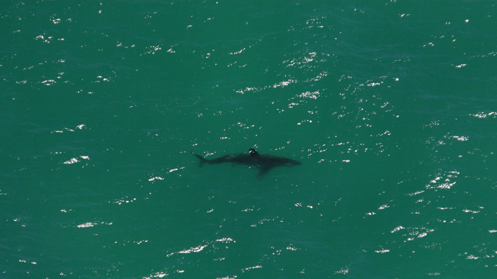 Auch vor der Küste Mallorcas gibt es Haie.Foto: Alessandro De Maddalena / shutterstock.com Auch vor der Küste Mallorcas gibt es Haie.Foto: Alessandro De Maddalena / shutterstock.com