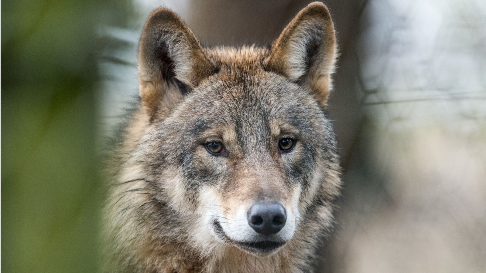 Nach einem Welpen ist im Südschwarzwald nun auch die Fähe des einzigen kleinen Rudels überfahren worden.Foto: dpa/Bernd Thissen Nach einem Welpen ist im Südschwarzwald nun auch die Fähe des einzigen kleinen Rudels überfahren worden.Foto: dpa/Bernd Thissen