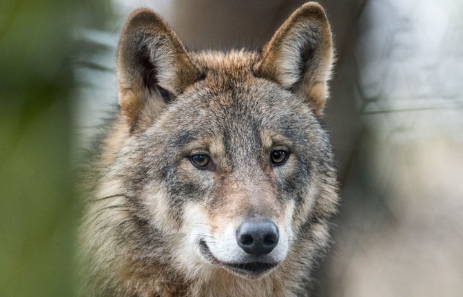 Nach einem Welpen ist im Südschwarzwald nun auch die Fähe des einzigen kleinen Rudels überfahren worden.<span class='image-autor'>Foto: dpa/Bernd Thissen</span>