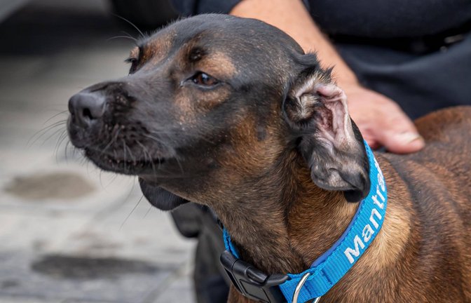 Bei der Suche nach einem Vermissten in Tannhausen setzte die Polizei auch einen Mantrailer-Hund ein (Symbolfoto).<span class='image-autor'>Foto: IMAGO/Markus Klümper/IMAGO/Markus Klümper</span>