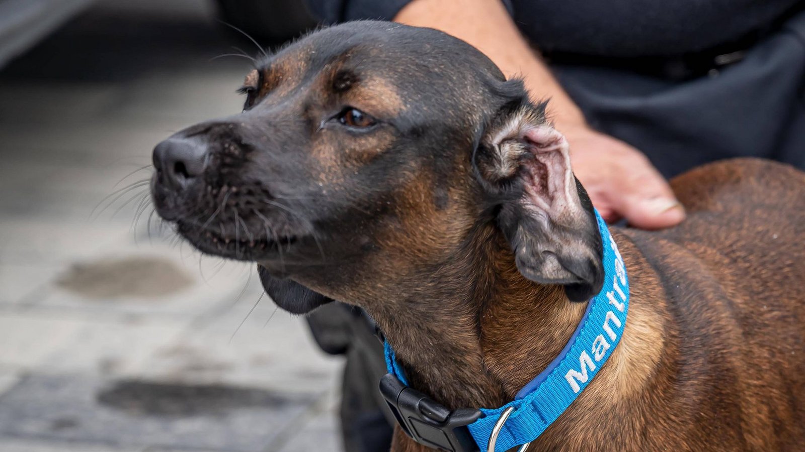 Bei der Suche nach einem Vermissten in Tannhausen setzte die Polizei auch einen Mantrailer-Hund ein (Symbolfoto).Foto: IMAGO/Markus Klümper/IMAGO/Markus Klümper Bei der Suche nach einem Vermissten in Tannhausen setzte die Polizei auch einen Mantrailer-Hund ein (Symbolfoto).Foto: IMAGO/Markus Klümper/IMAGO/Markus Klümper