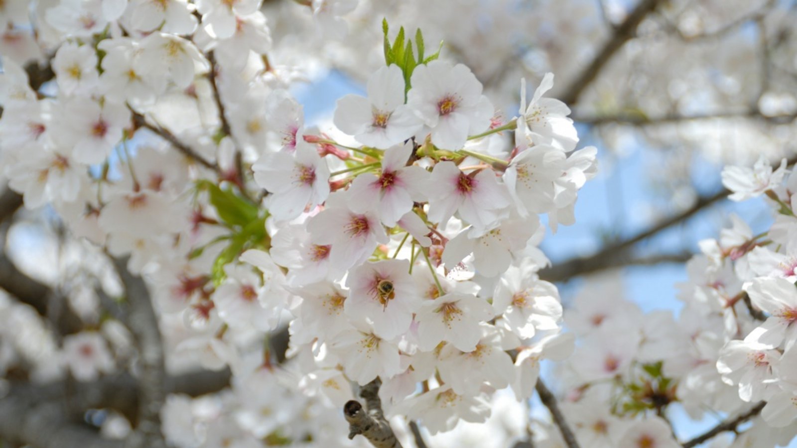 Die Temperaturen in Deutschland steigen zum Wochenende hin deutlich an – ein Lichtblick nach einem wechselhaften Mai. Erfahren Sie, was das Wetter für die kommenden Tage bereithält!Foto: Naoto Iwashita / Shutterstock.com
