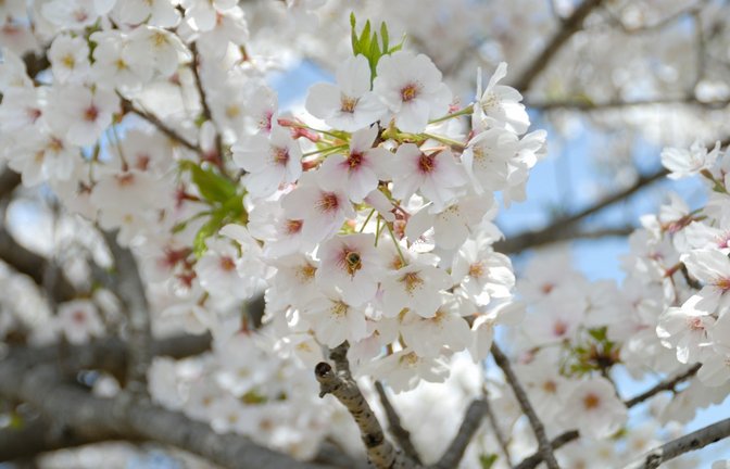 Die Temperaturen in Deutschland steigen zum Wochenende hin deutlich an – ein Lichtblick nach einem wechselhaften Mai. Erfahren Sie, was das Wetter für die kommenden Tage bereithält!<span class='image-autor'>Foto: Naoto Iwashita / Shutterstock.com</span>
