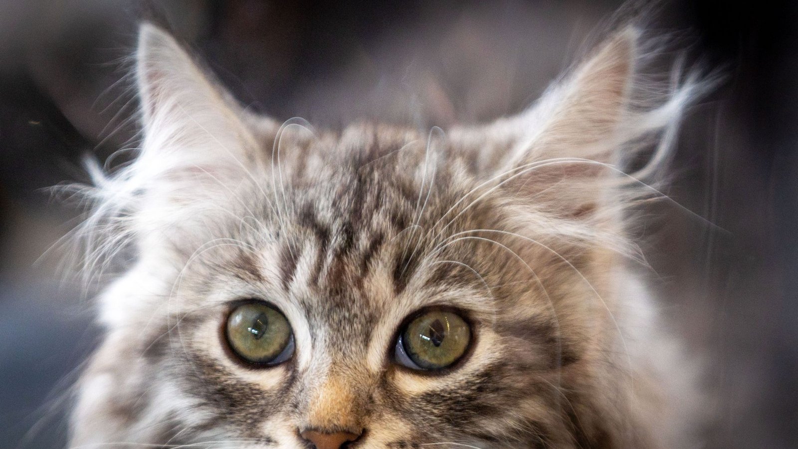 Katzen lieben ein ruhiges, gemütliches Zuhause. Schrecklich nette Familien sind ein Graus. Schnarchende Väter, keifende Mütter, nervige Teenager, zappelige Halbwüchsige und Zickenkrieg im Kinderzimmer machen sie völlig kirre.Foto: Jens Büttner/dpa Katzen lieben ein ruhiges, gemütliches Zuhause. Schrecklich nette Familien sind ein Graus. Schnarchende Väter, keifende Mütter, nervige Teenager, zappelige Halbwüchsige und Zickenkrieg im Kinderzimmer machen sie völlig kirre.Foto: Jens Büttner/dpa