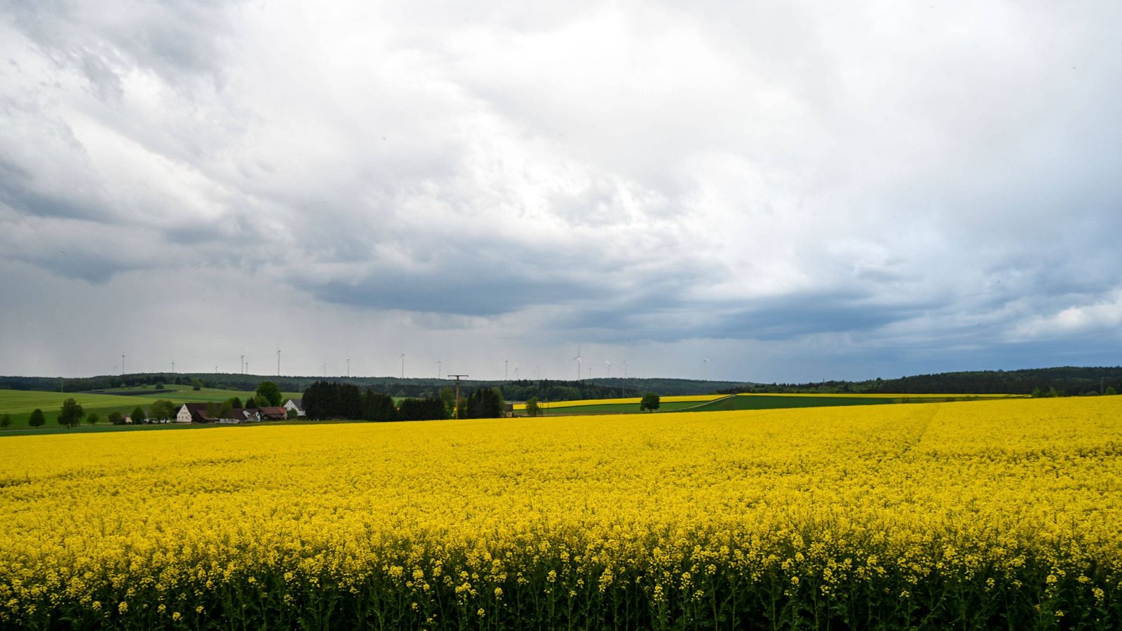 Wolken über einem Rapsfeld. (Symbolfoto)Foto: IMAGO/onw-images/IMAGO/Philipp André Wolken über einem Rapsfeld. (Symbolfoto)Foto: IMAGO/onw-images/IMAGO/Philipp André