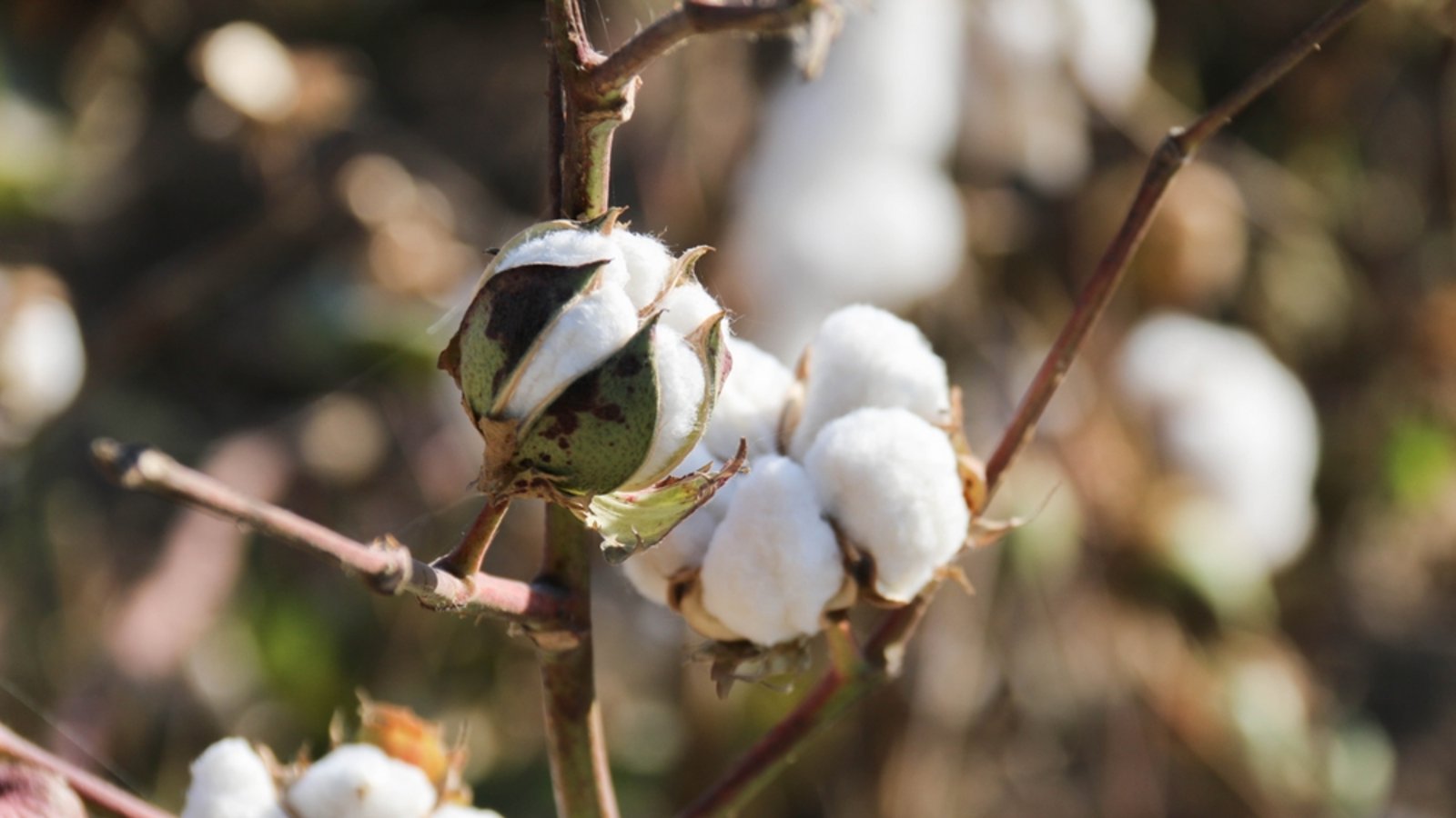 Baumwolle soll nicht verboten werden.Foto: Tatiana Polkhovskaya / shutterstock.com