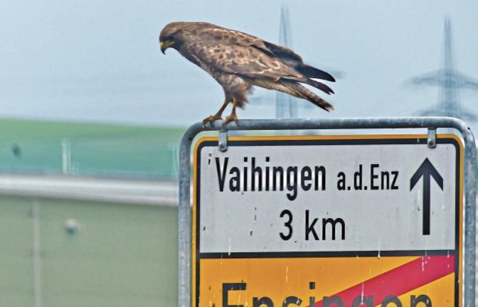 Gedanken eines Greifvogels: „Wo geht’s nochmal nach Vaihingen?“ Danke an Werner Scheytt fürs Foto.
