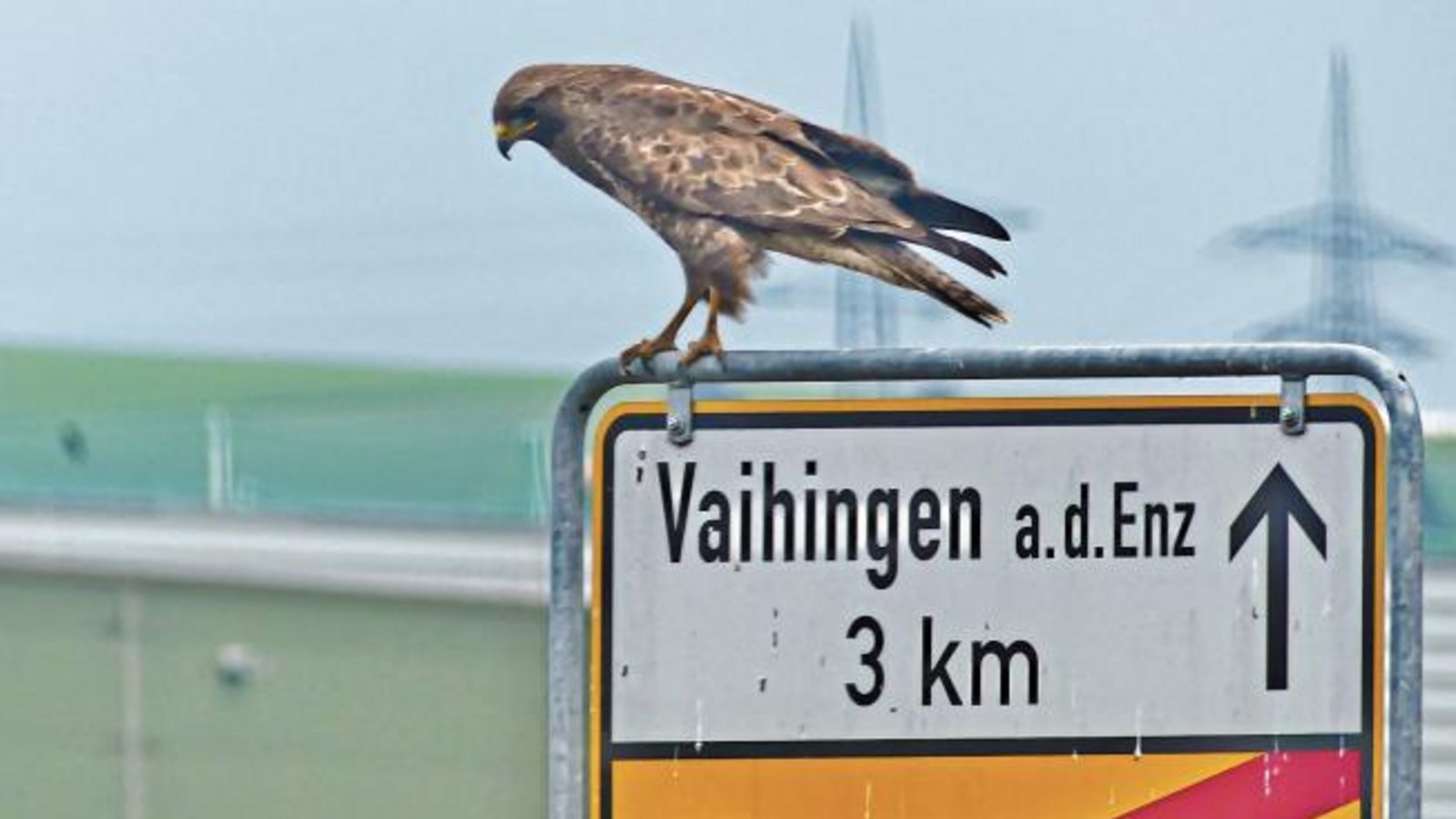 Gedanken eines Greifvogels: „Wo geht’s nochmal nach Vaihingen?“ Danke an Werner Scheytt fürs Foto.
