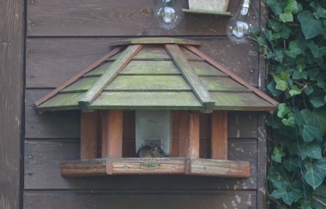 „Die Maus hat sich in unser Vogelfutterhaus verlaufen. Wollte wahrscheinlich auch ein festliches Mahl zu Ostern genießen“, schreibt Klaus-Peter Hilgers zu seinem Foto.