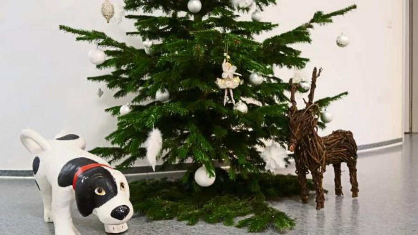 Praxishund Hank vom Vaihinger Ärztehaus Vaisana findet Weihnachten auch toll – vielleicht aber auch nicht. Foto: Rücker Praxishund Hank vom Vaihinger Ärztehaus Vaisana findet Weihnachten auch toll – vielleicht aber auch nicht. Foto: Rücker