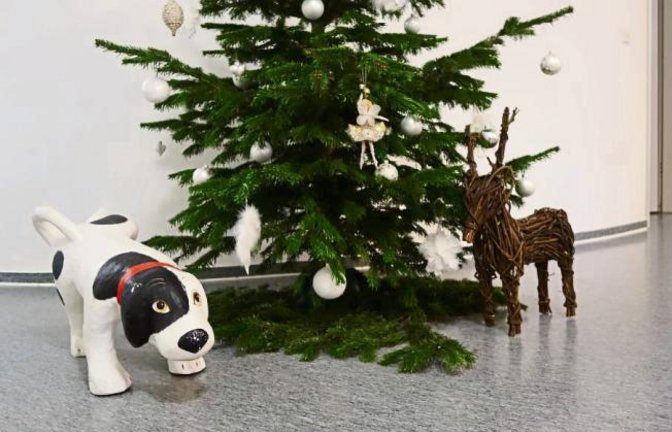 Praxishund Hank vom Vaihinger Ärztehaus Vaisana findet Weihnachten auch toll – vielleicht aber auch nicht. Foto: Rücker