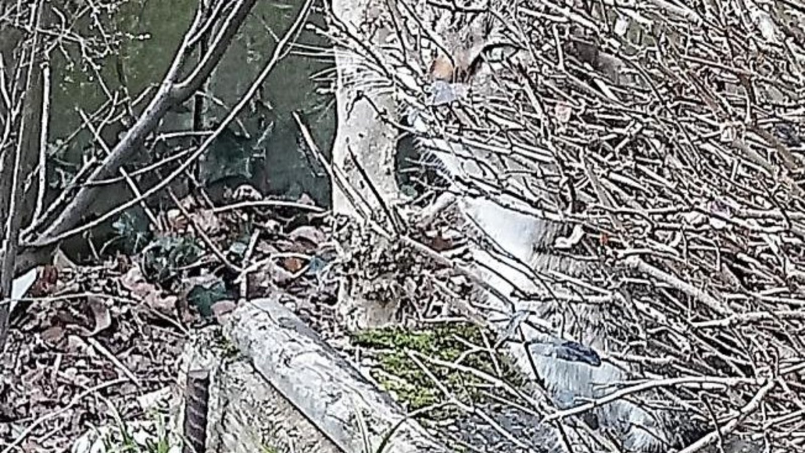 Vaihinger Suchbild: „Tigerle“ ist sogar im blattlosen Busch bestens getarnt.  Foto: Grünzner
