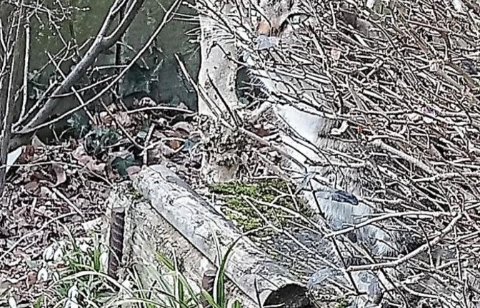 Vaihinger Suchbild: „Tigerle“ ist sogar im blattlosen Busch bestens getarnt.  Foto: Grünzner