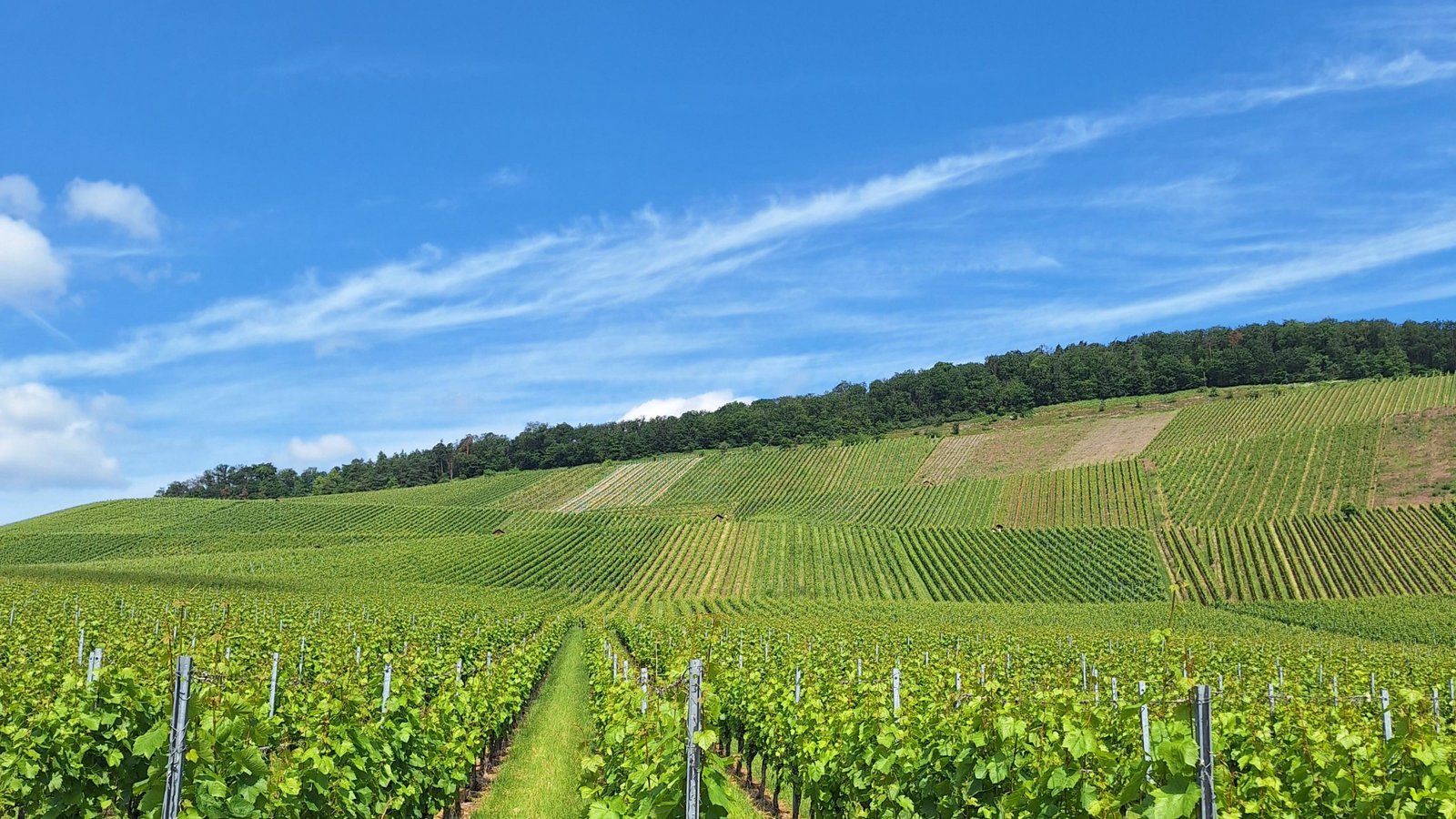 Nachhaltigkeit, Regionalität und eine oder mehrere Leitrebsorten stehen im Fokus eines jüngst beantragten EIP-Vorhabens. Archivfoto: Kauer/VKZ
