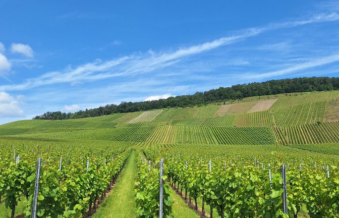 Nachhaltigkeit, Regionalität und eine oder mehrere Leitrebsorten stehen im Fokus eines jüngst beantragten EIP-Vorhabens. Archivfoto: Kauer/VKZ