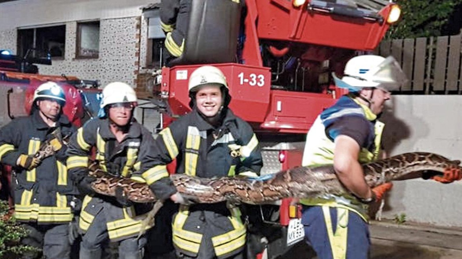 Jan Franke (rechts) und vier Feuerwehrmitglieder haben alle Hände voll zu tun bei der Rettung dieser Würgeschlange. Fotos: p Jan Franke (rechts) und vier Feuerwehrmitglieder haben alle Hände voll zu tun bei der Rettung dieser Würgeschlange. Fotos: p