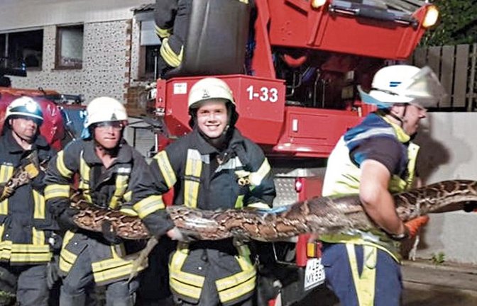 Jan Franke (rechts) und vier Feuerwehrmitglieder haben alle Hände voll zu tun bei der Rettung dieser Würgeschlange.  Fotos: p