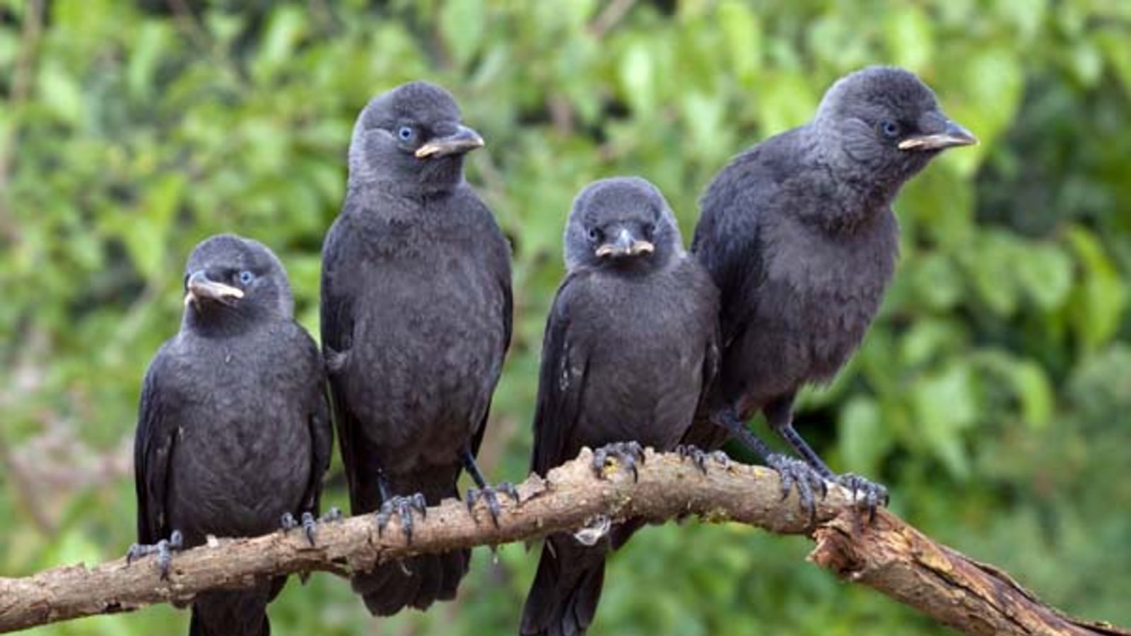 Vier blauäugige Dohlen. Foto: Nabu/M. Vollborn